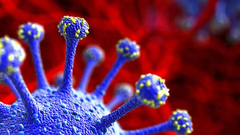 Identifican En Sudafrica La Variante Mas Extrema Del Coronavirus Nius