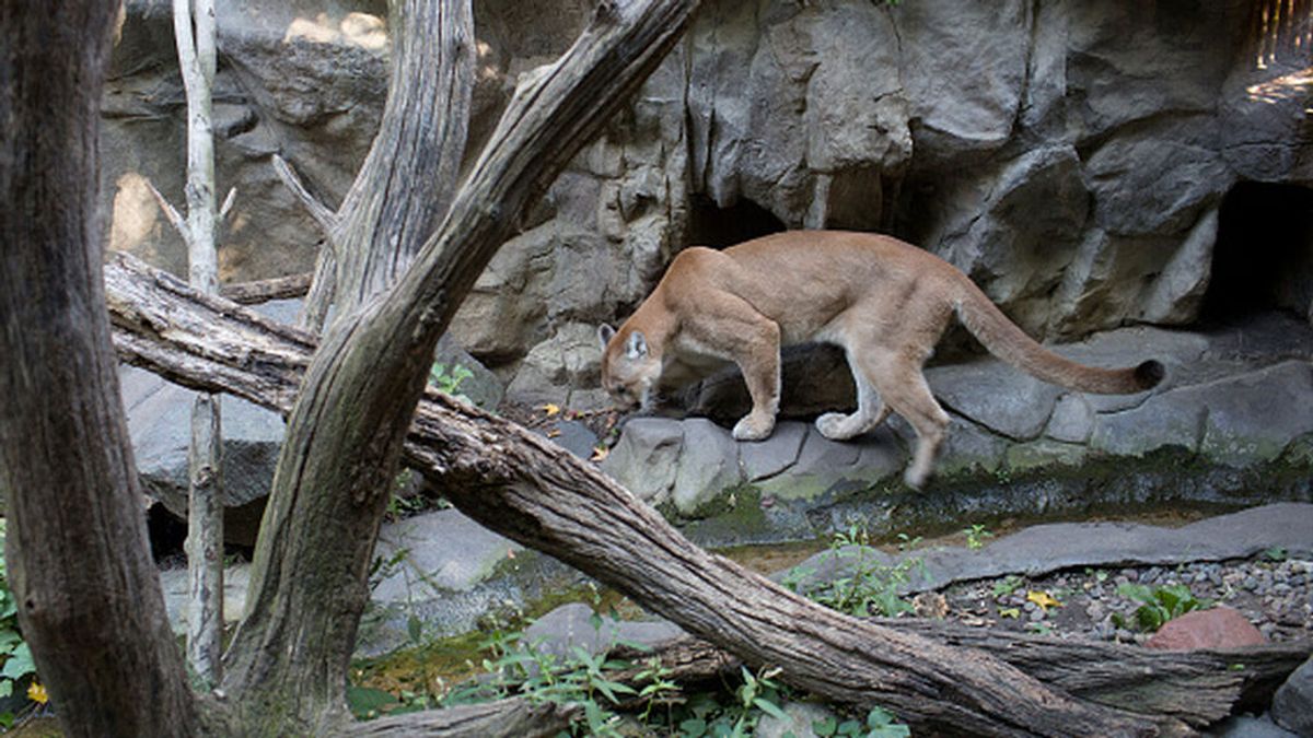 California: Una mujer salva a su hijo de 5 años de las garras de un puma California: Una mujer salva a su hijo de 5 años de las garras de un puma