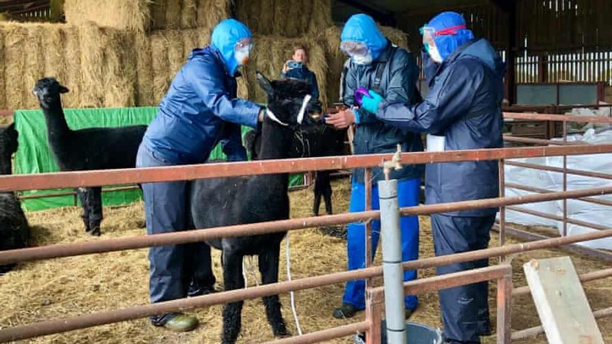 La alpaca Gerónimo ha sido sacrificada en Reino Unido y ha generado un debate nacional y legal La alpaca Gerónimo ha sido sacrificada en Reino Unido y ha generado un debate nacional y legal