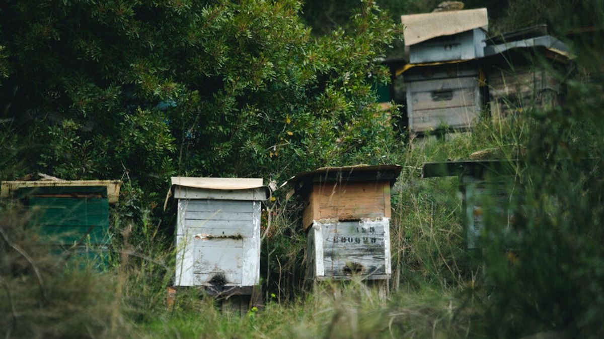 Las colmenas pueden llegar a contener hasta 80.000 abejas Las colmenas pueden llegar a contener hasta 80.000 abejas