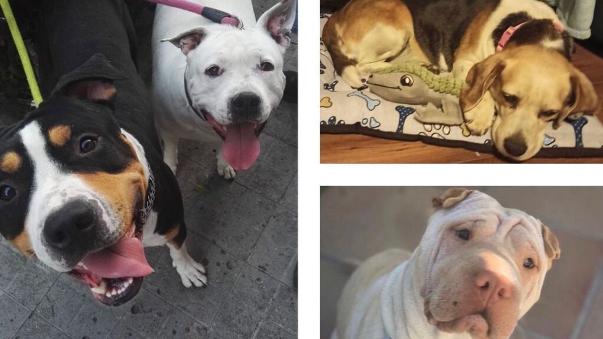 Hablan los dueños de Rula, Torres, Maya y Cloe: los cuatro perros muertos en la residencia del Álamo en una semana Hablan los dueños de Rula, Torres, Maya y Cloe: los cuatro perros muertos en la residencia del Álamo en una semana