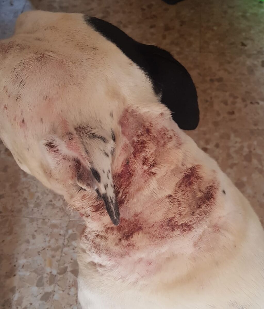 Perros muertos y maltratados en el Alamo