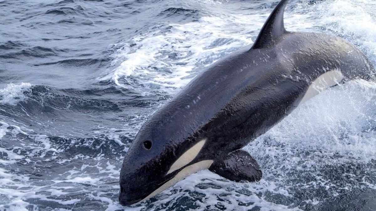 Las orcas en el Estrecho provocan la rotura del timón de un velero Las orcas en el Estrecho provocan la rotura del timón de un velero