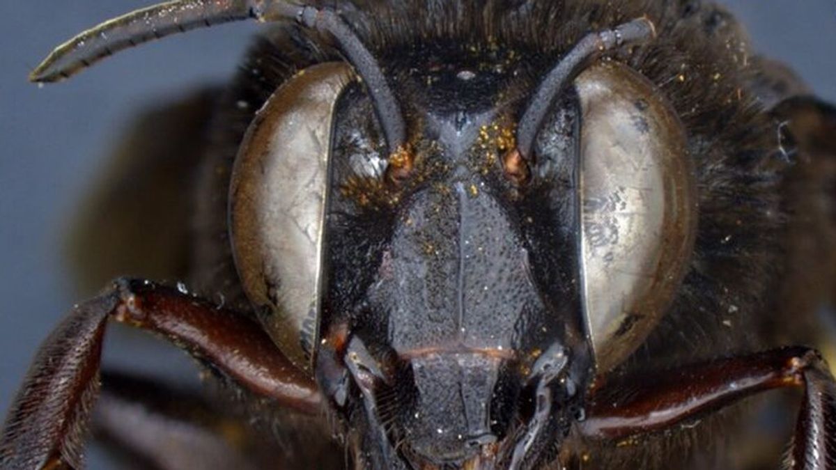 Descubren el primer caso de abeja andrógina en Ecuador: mitad macho, mitad hembra