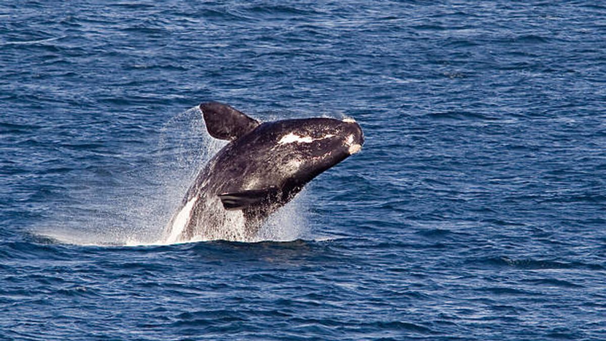 El calentamiento del Atlántico está llevando a las ballenas francas a la extinción