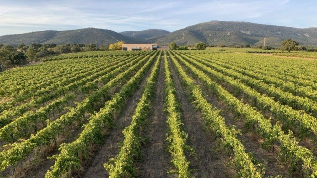 Viñedo Pago de Vallegarcía