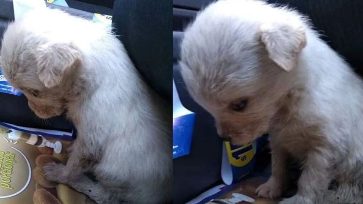 Comparte las fotos de una perra de dos meses que fue tirada a la basura: “Los animales también sienten”