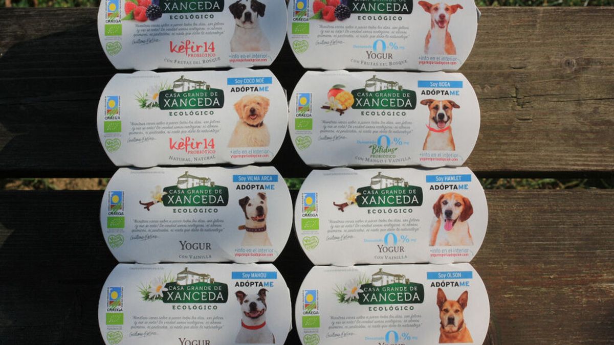 Yogures para encontrar un hogar para perros abandonados Yogures para encontrar un hogar para perros abandonados