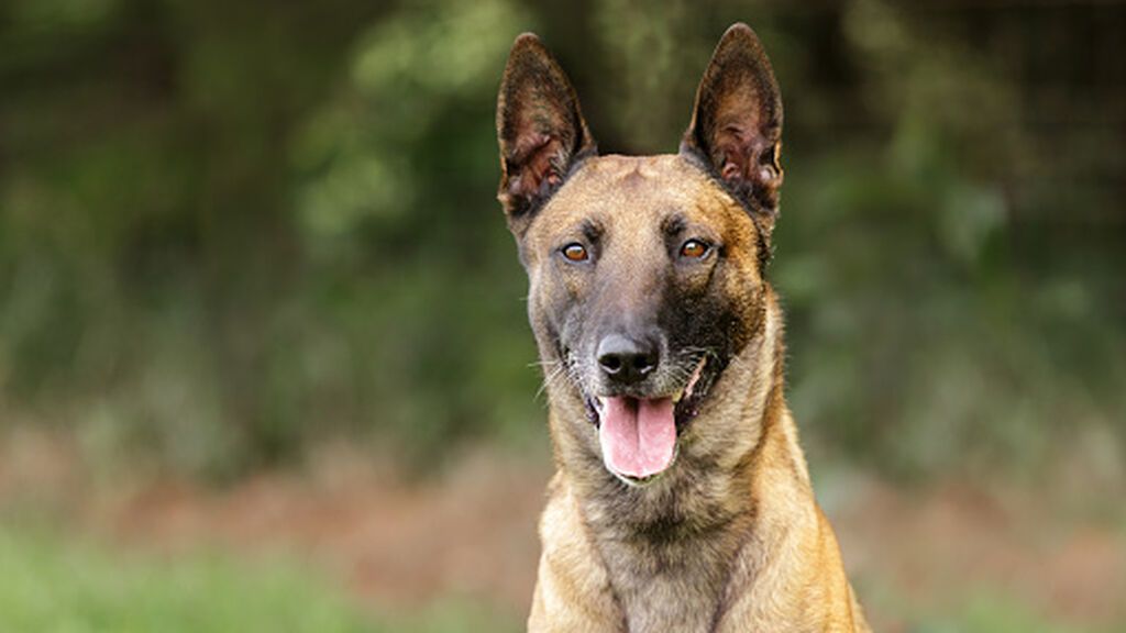El perro que atacó mortalmente a un menor en Lucena es un pastor belga malinois, una raza desaconsejada para hogares con niños