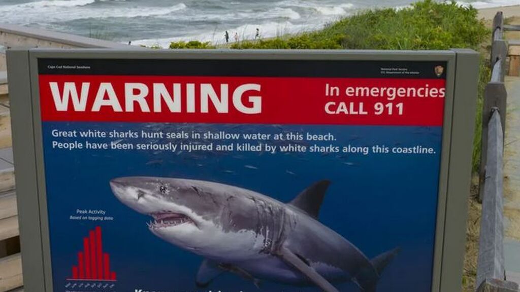 Muere un surfista atacado por un tiburón en Australia: le arrancó el brazo de un mordisco