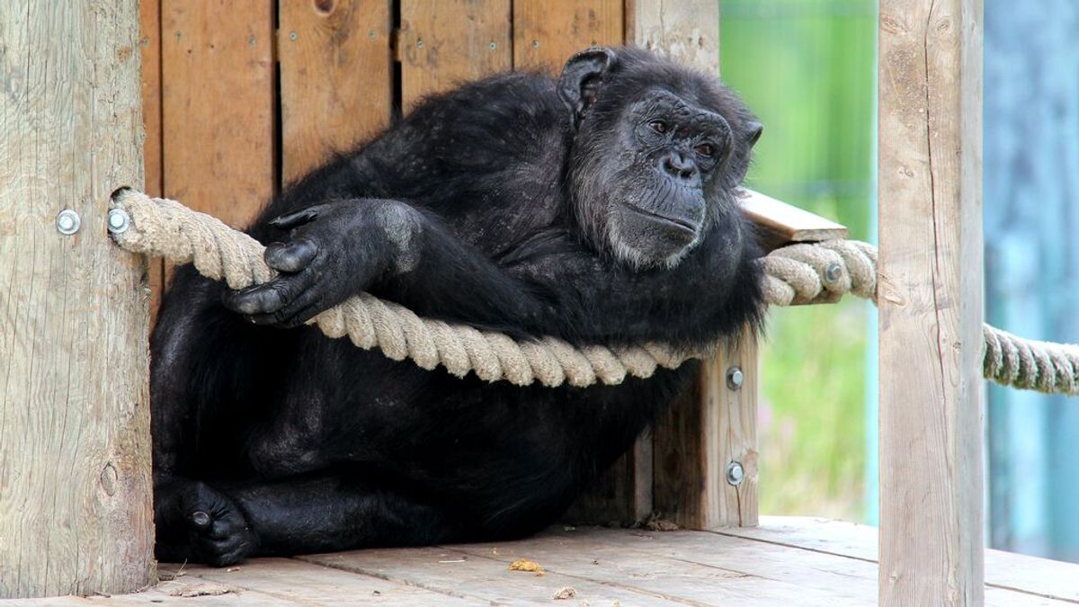 Prohíben a una mujer la entrada a un zoo por tener "una aventura" con un chimpancé: "Amo a este animal"