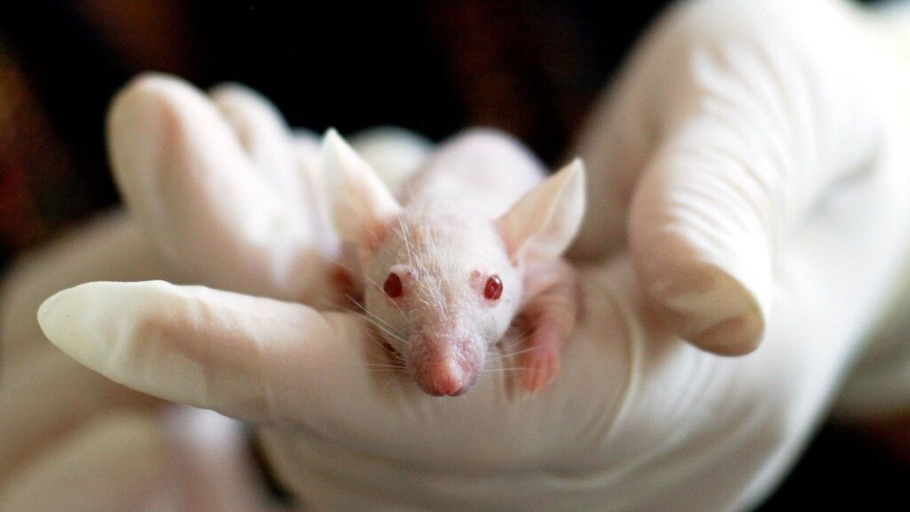 Biotecnología con ratones