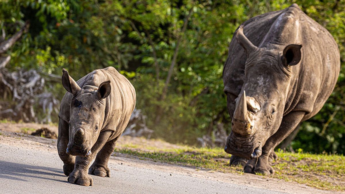 Juicio tráfico internacional de marfil y cuernos de rinoceronte en Francia