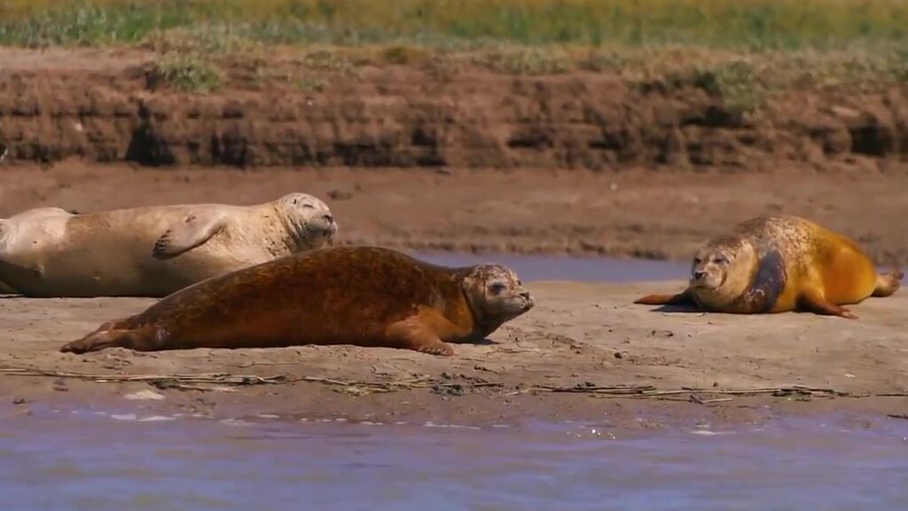 La población de focas en el estuario del Támesis se ha reducido drásticamente