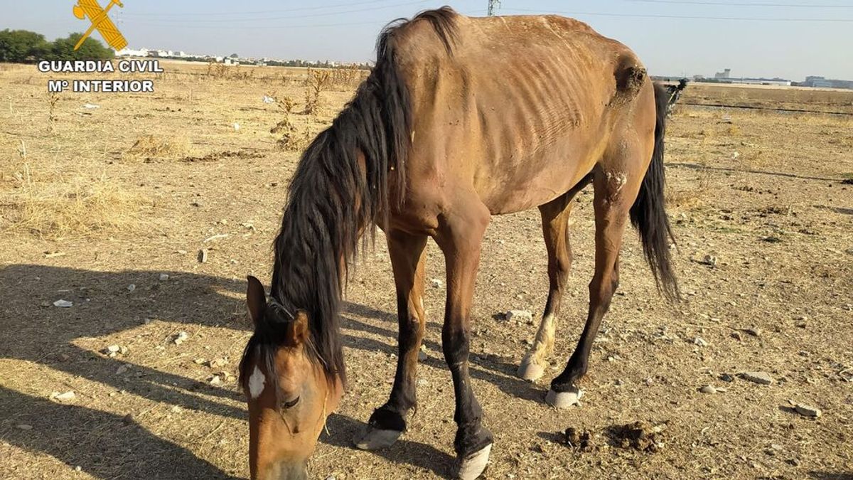 Investigado por tener a una yegua enferma y con heridas en Alcalá de Guadaira Investigado por tener a una yegua enferma y con heridas en Alcalá de Guadaira