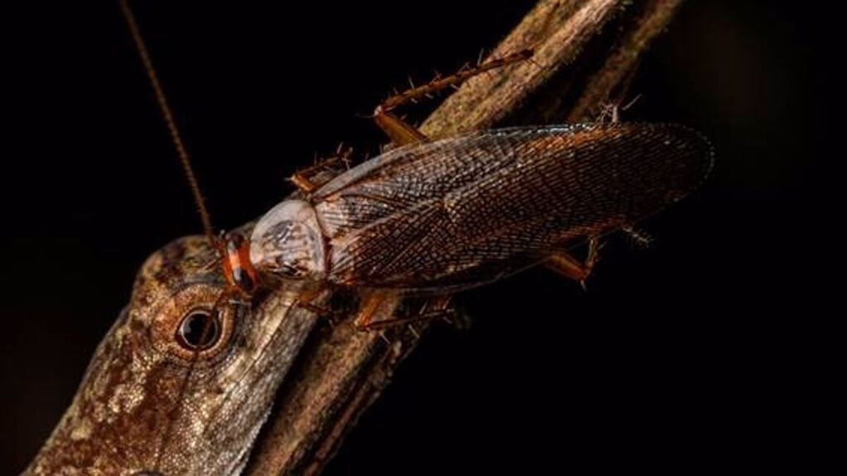 Descubren la primera cucaracha que se alimenta de lágrimas Descubren la primera cucaracha que se alimenta de lágrimas
