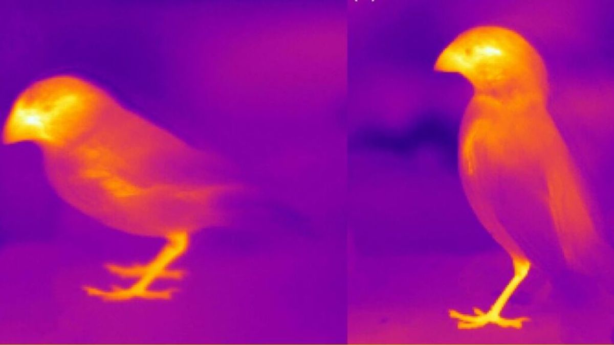 Los animales están cambiando su cuerpo por el cambio climático según un estudio científico Los animales están cambiando su cuerpo por el cambio climático según un estudio científico