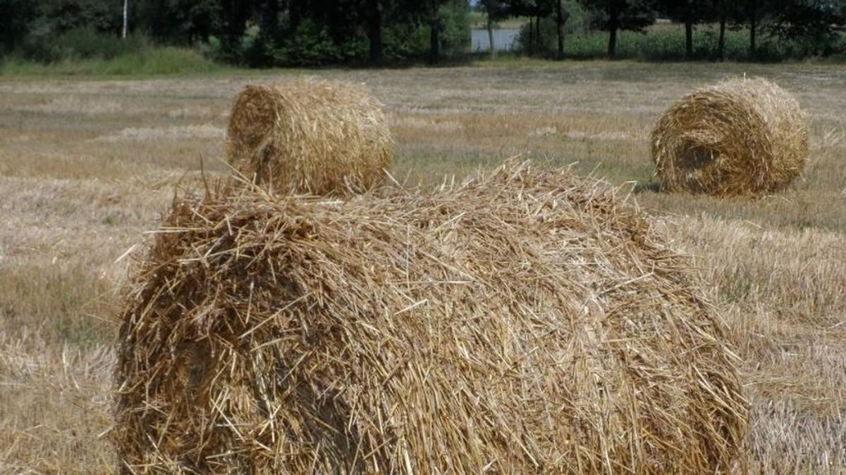 Dos agricultores sevillanos son condenados por explotar a un jornalero que perdió cuatro dedos del pie Dos agricultores sevillanos son condenados por explotar a un jornalero que perdió cuatro dedos del pie