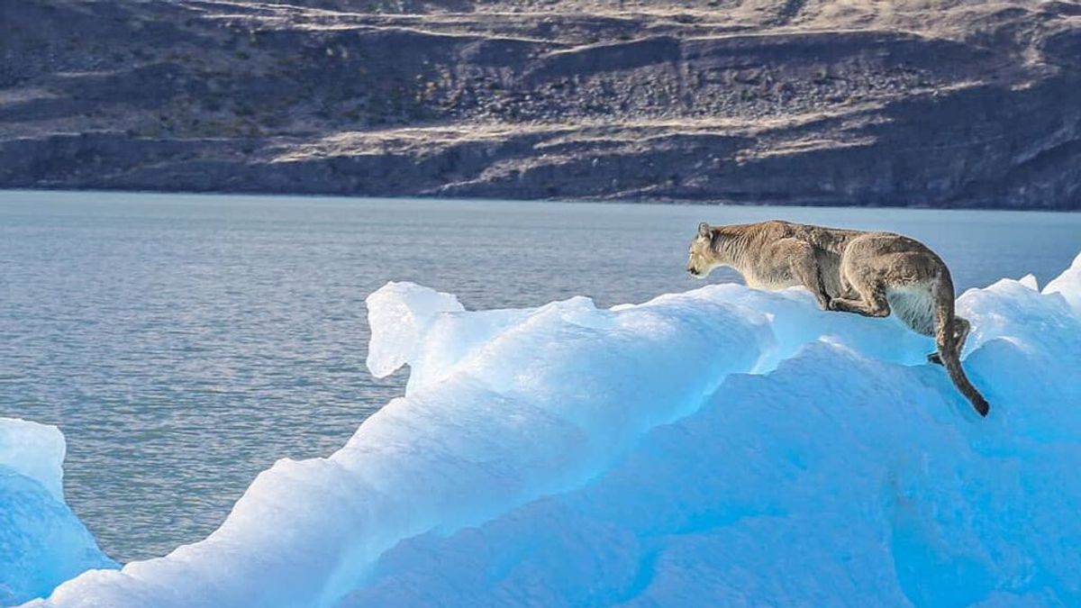 Graban a un puma a la deriva sobre un glaciar en un lago de Argentina