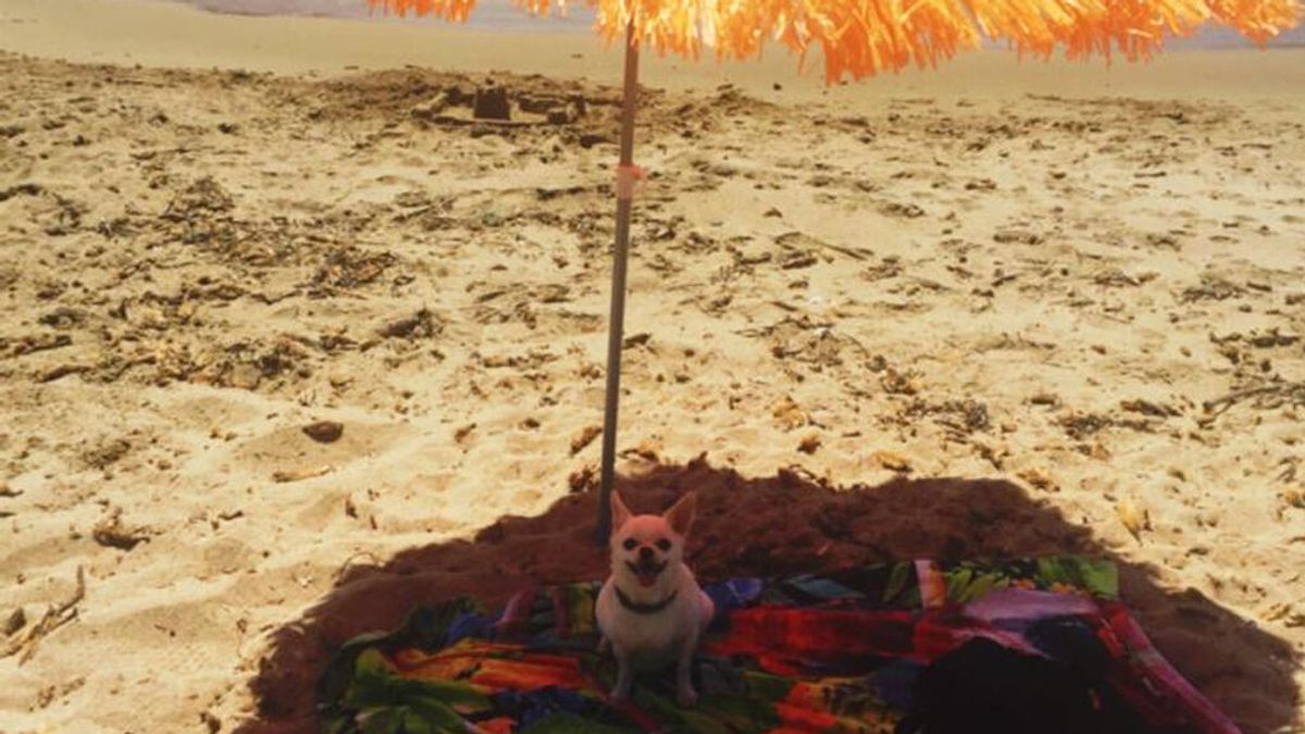 La doble vida de Pincho, el perro de una anciana de Málaga que acabó recorriendo el mundo con un joven madrileño La doble vida de Pincho, el perro de una anciana de Málaga que acabó recorriendo el mundo con un joven madrileño