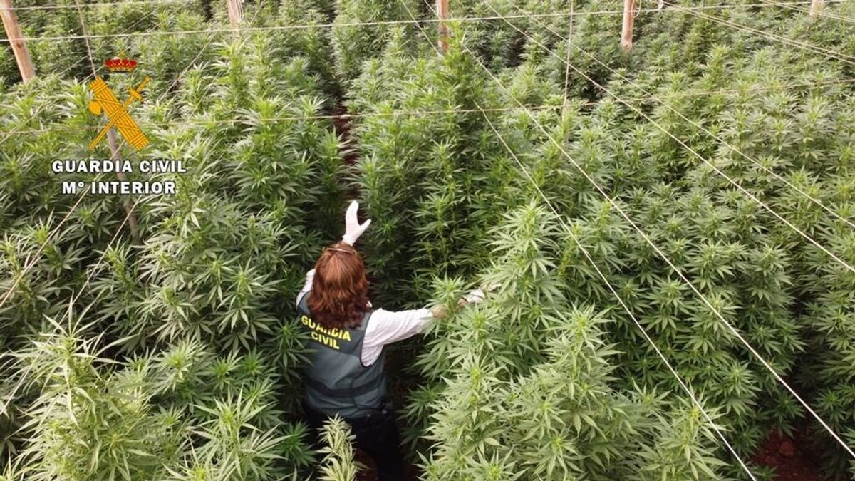 La Guardia Civil interviene 125.000 plantas de cannabis en Huércal, Almería