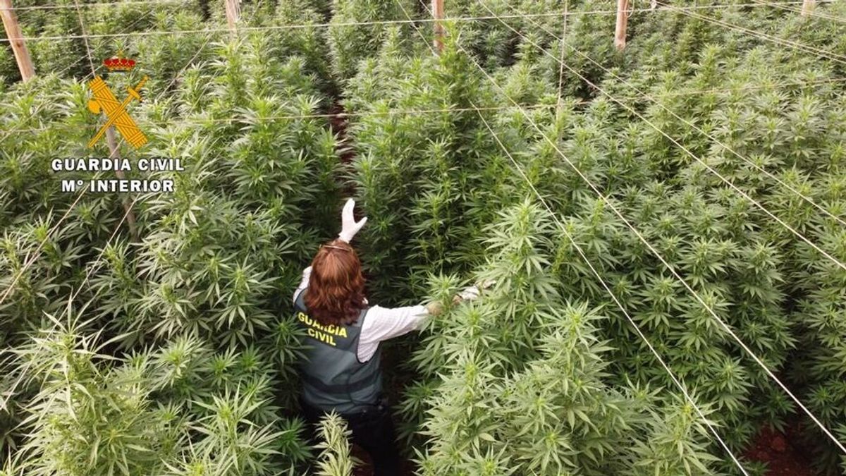 La Guardia Civil interviene 125.000 plantas de cannabis en Huércal, Almería La Guardia Civil interviene 125.000 plantas de cannabis en Huércal, Almería
