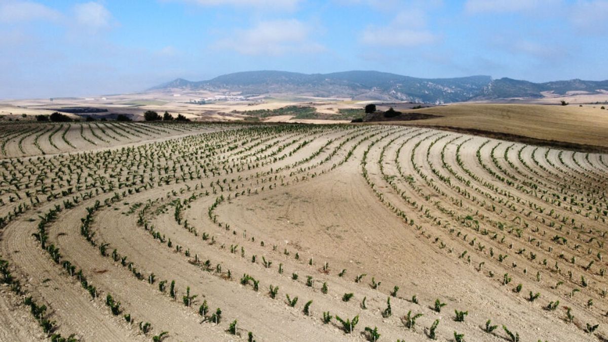 La bodega Roda de La Rioja inicia un proyecto enfocado a la viticultura regenerativa y ecológica La bodega Roda de La Rioja inicia un proyecto enfocado a la viticultura regenerativa y ecológica