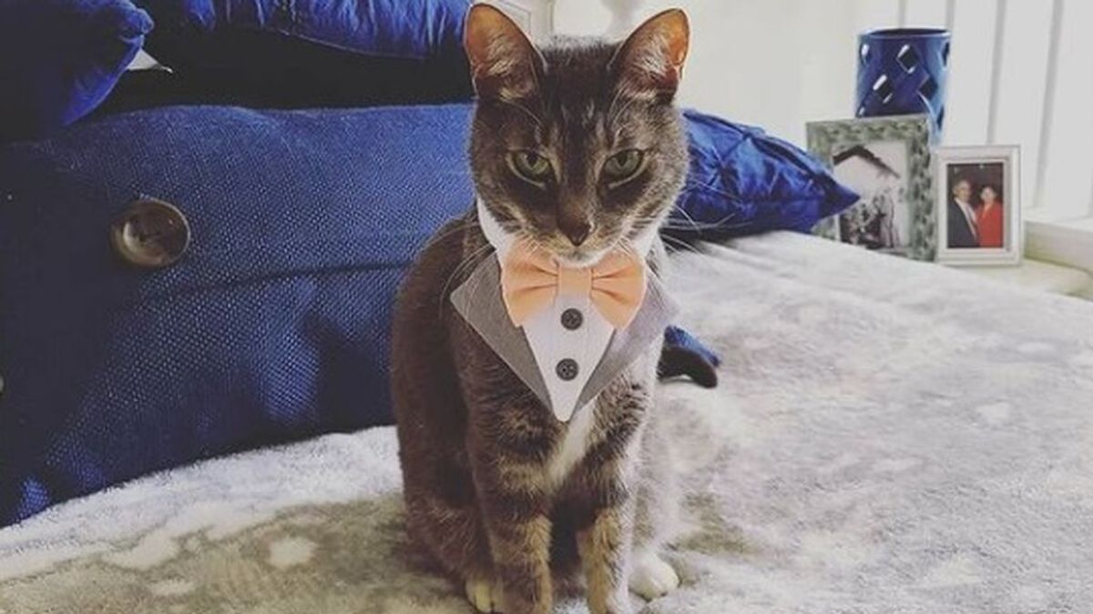 Un gato ejerce de padrino de boda y revoluciona las redes sociales