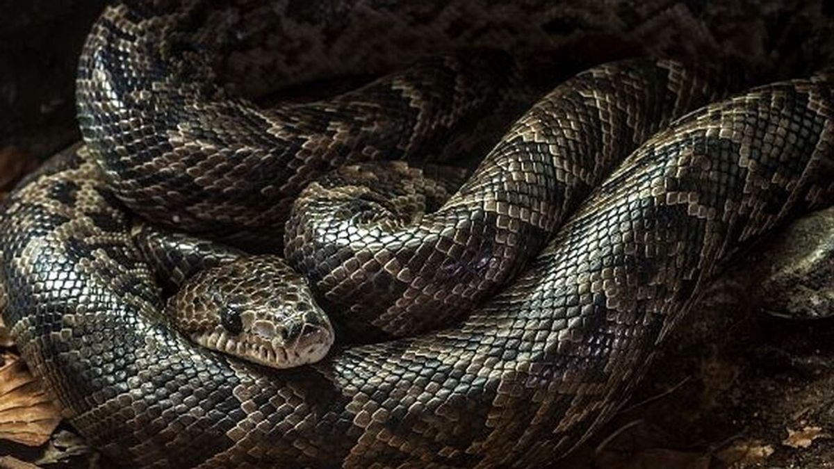 boa boa
