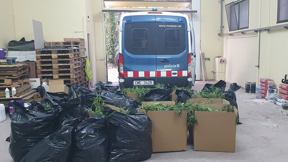 El tráfico de marihuana, la principal preocupación de los Mossos: "Encontramos trampas caseras en los cultivos" El tráfico de marihuana, la principal preocupación de los Mossos: "Encontramos trampas caseras en los cultivos"