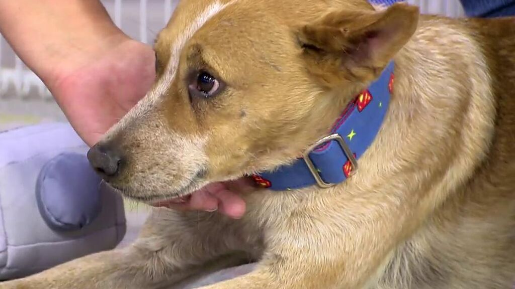 Pico, un perrito que necesita un nuevo hogar tras pasar dos veces por la perrera