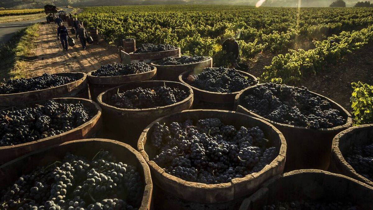 EuropaPress_1609934_vinos-_rioja_ocupa_cuarta_posicion_global_doce_principales_mercados EuropaPress_1609934_vinos-_rioja_ocupa_cuarta_posicion_global_doce_principales_mercados
