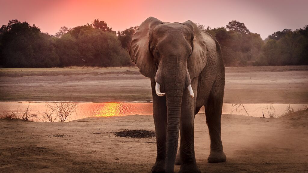 ¿Conoces el efecto elefante al volante? No vuelvas  a subirte al coche sin saber cómo evitarlo.