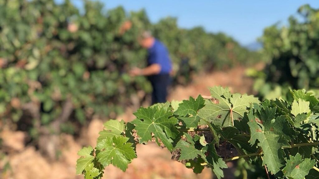 EuropaPress_2354183_toma_muestras_vinas_doc_rioja (1)