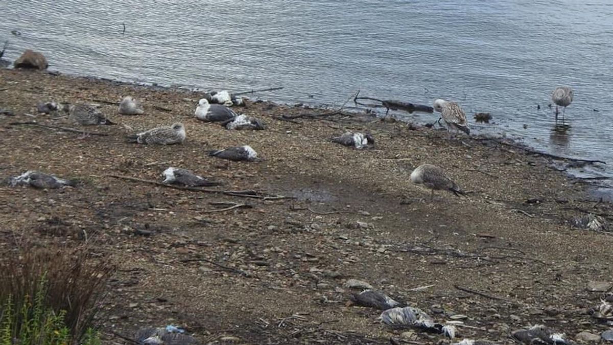 Prohibida la pesca en el embalse de Vilagudín tras el envenenamiento de cientos de aves