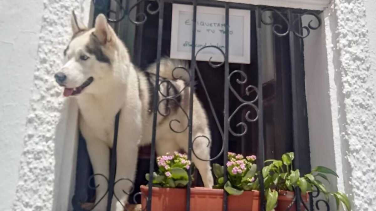 Un husky levanta pasiones en Vejer de la Frontera: "Vienen a verlo todos los días"