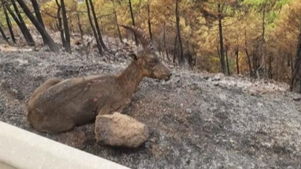 Los veterinarios de Málaga ofrecen ayuda a ganaderos y animales por el incendio de Sierra Bermeja