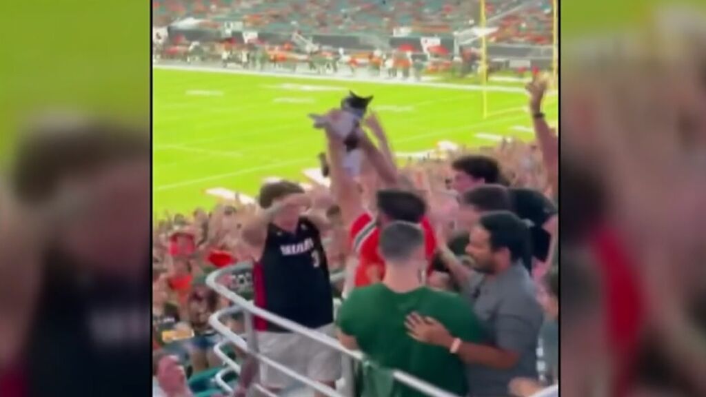 Salvan a un gato con una bandera de Estados Unidos tras caer desde lo alto de la grada en un estadio