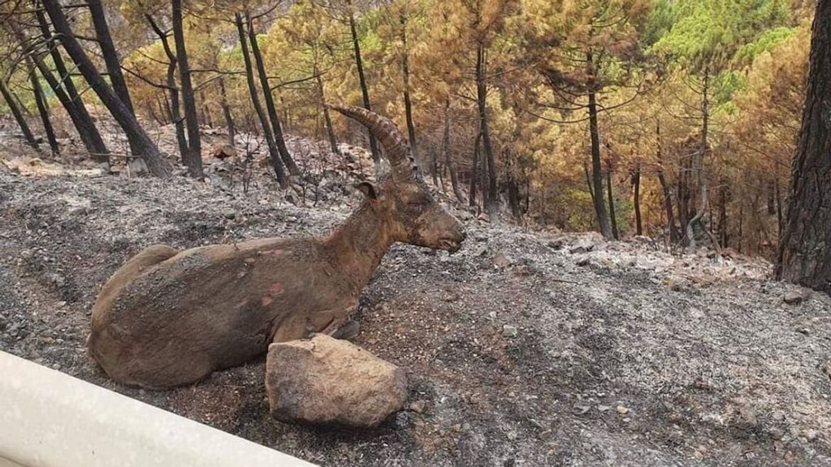 La ayuda veterinaria también llega a Sierra Bermeja: "Es una zona muy rica con especies autóctonas" La ayuda veterinaria también llega a Sierra Bermeja: "Es una zona muy rica con especies autóctonas"