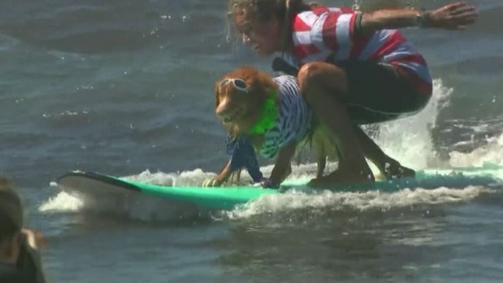 El concurso de perros surfistas de California vuelve a cautivar al público por una buena causa