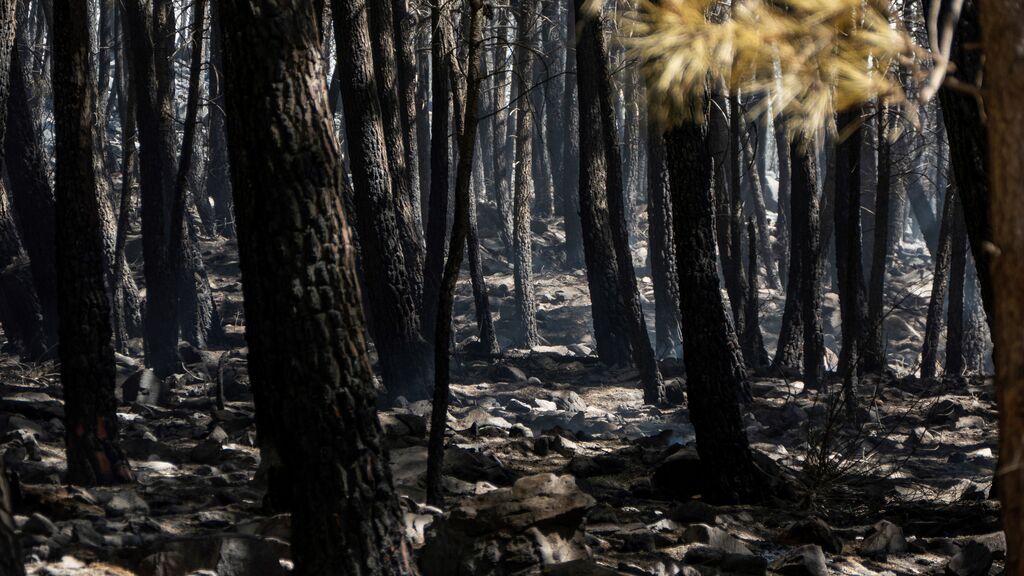 El incendio de Sierra Bermeja obliga a desalojar a miles de vecinos de varias localidades