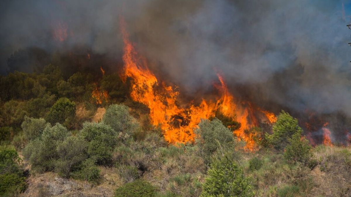 Pinos y eucaliptos: chivos expiatorios en el problema de los incendios forestales Pinos y eucaliptos: chivos expiatorios en el problema de los incendios forestales