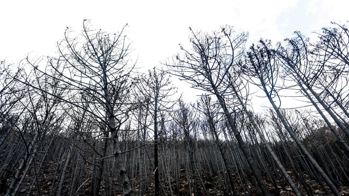 Andalucía pedirá endurecer la legislación medioambiental “de manera contundente” Andalucía pedirá endurecer la legislación medioambiental “de manera contundente”
