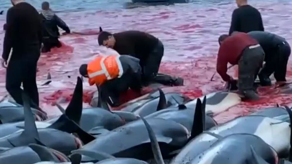 Masacre de 1.500 delfines por los pescadores de Islas Feroe