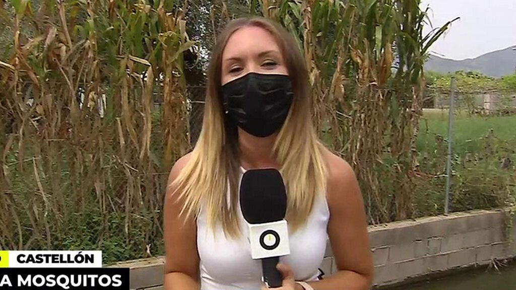 La reportera de ‘Ya es mediodía’ sufre en directo la plaga de mosquitos de Castellón