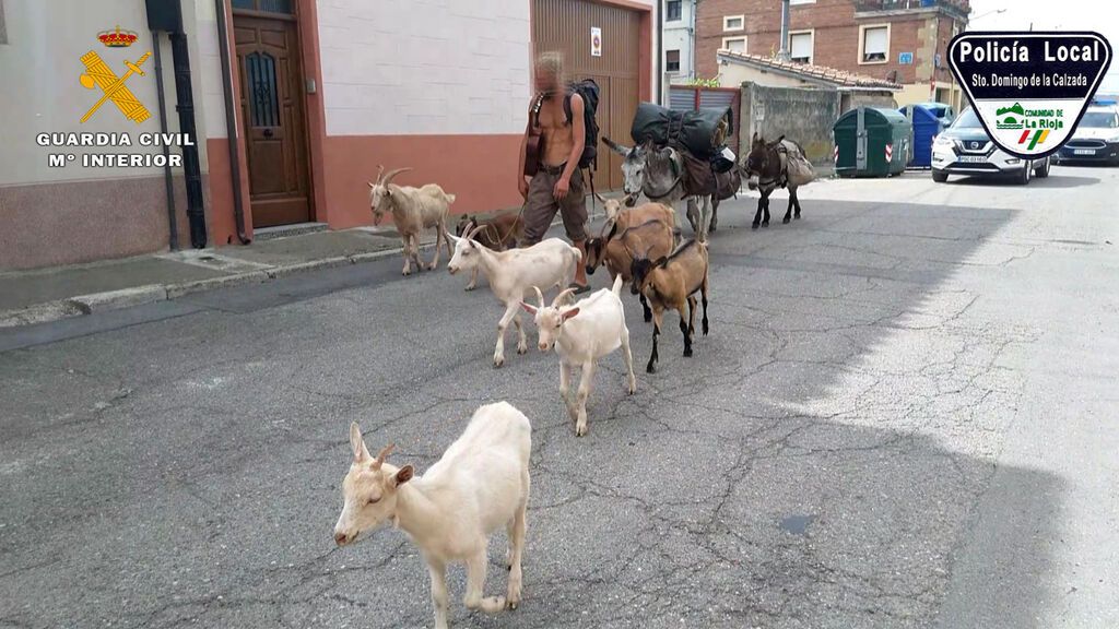 Los animales de Pierre fueron trasladados a la Plaza de Toros.