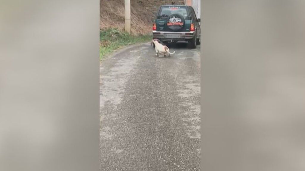 Un conductor arrastra a un perro atado a su todoterreno por una carretera de Lugo