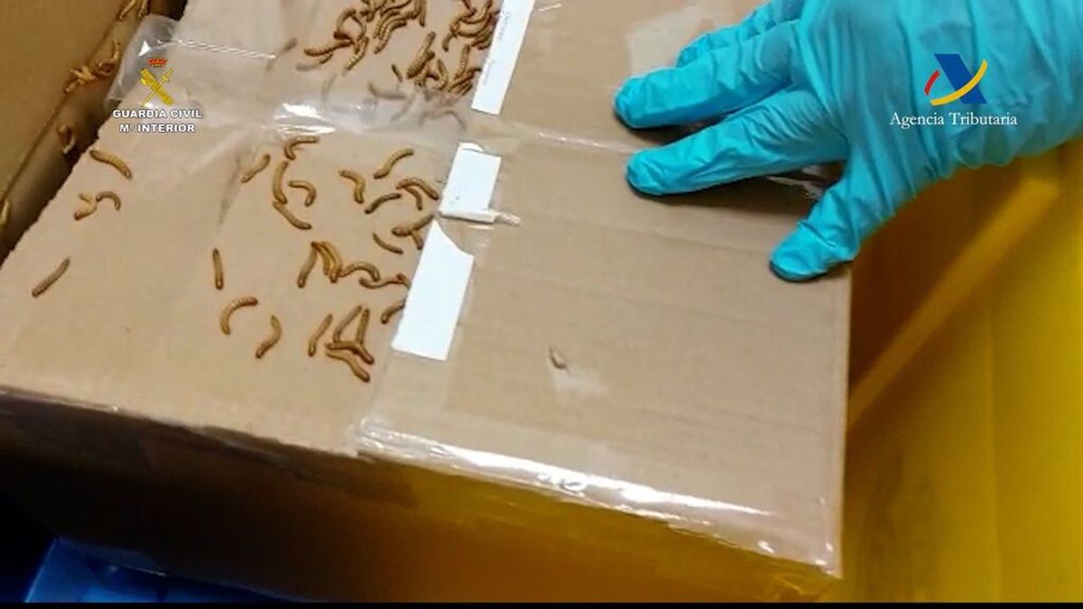 Denunciado tras enviar por correo a Gran Canaria paquetes con cientos de gusanos y cucarachas Denunciado tras enviar por correo a Gran Canaria paquetes con cientos de gusanos y cucarachas