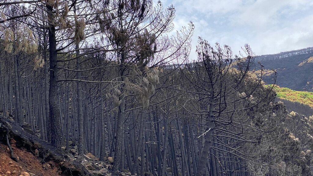 La "Zona Cero" del incendio de Sierra Bermeja (Málaga)