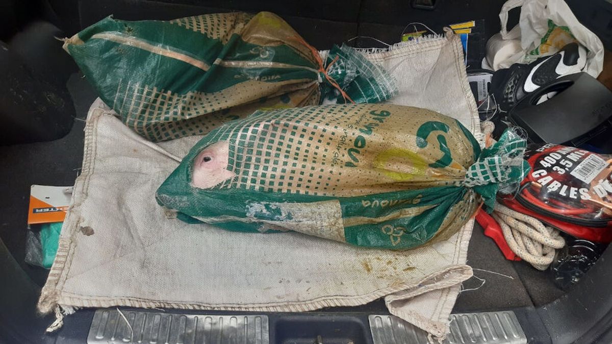Denunciado en Lugo por llevar a dos lechones encerrados en sacos dentro del coche Denunciado en Lugo por llevar a dos lechones encerrados en sacos dentro del coche